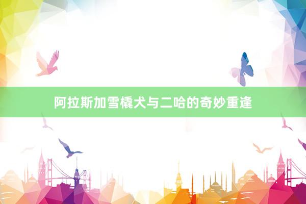 阿拉斯加雪橇犬与二哈的奇妙重逢